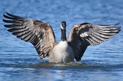 Kanadagans (Branta canadensis)