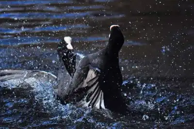 streitende Blässhühner (Fulica atra)