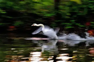 Fliegender Höckerschwan (Cygnus olor)
