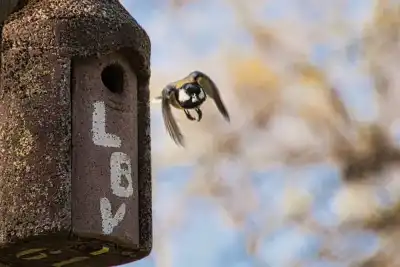Kohlmeise (Parus major) beim Verlassen eines Nistkastens