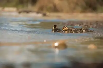Stockentenküken (Anas platyrhynchos)