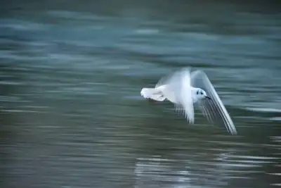 Lachmöwe (Larus ridibundus)