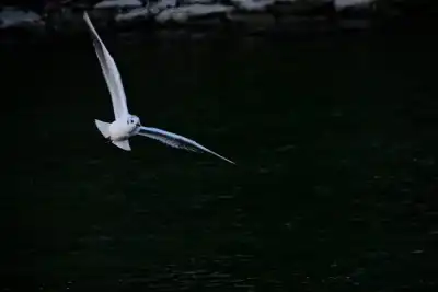 Lachmöwe (Larus ridibundus)