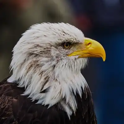 Weißkopfseeadler (Haliaeetus leucocephalus)