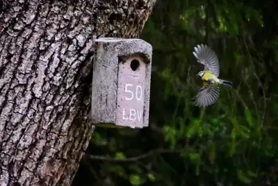 Kohlmeise (Parus major) im Anflug auf einen Nistkasten