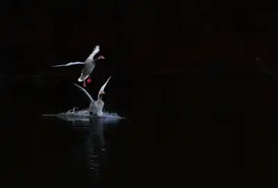 Graugänse (Anser anser) bei der Landung