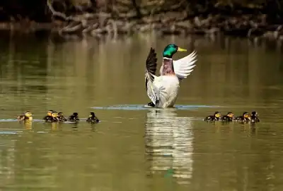 Keine Beschreibung vorhanden
