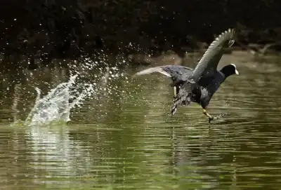 Blässhuhn (Fulica atra)