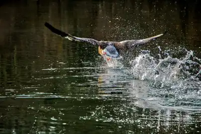 Kanadagans sprintet über das Wasser