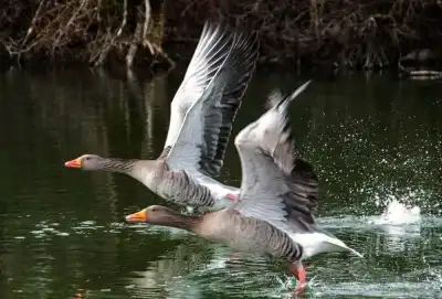 Keine Beschreibung vorhanden