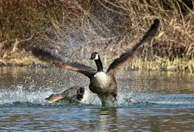 Keine Beschreibung vorhanden