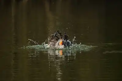 Keine Beschreibung vorhanden