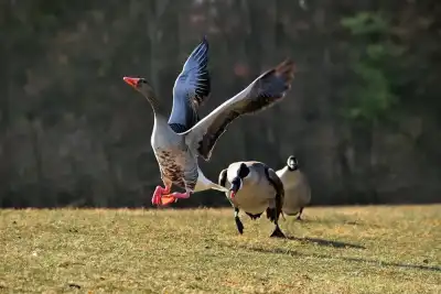Keine Beschreibung vorhanden