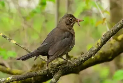 Keine Beschreibung vorhanden