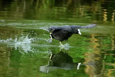 Blässhuhn (Fulica atra)
