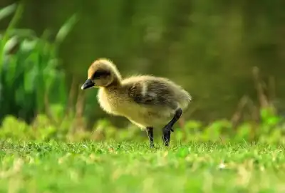 Keine Beschreibung vorhanden