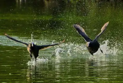 Blässhühner (Fulica atra)