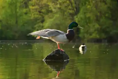 Stockente (Anas platyrhynchos) macht Yoga