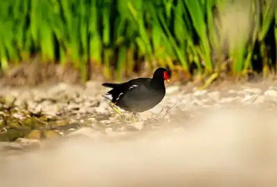 Die Teichralle (Gallinula chloropus) wird auch Teichhuhn genannt.