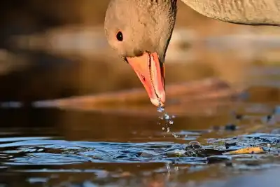 Graugans (Anser anser)