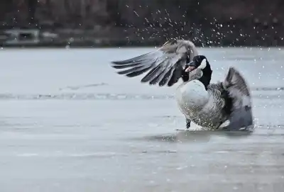Kanadagans bricht bei der Landung durch dünnes Eis
