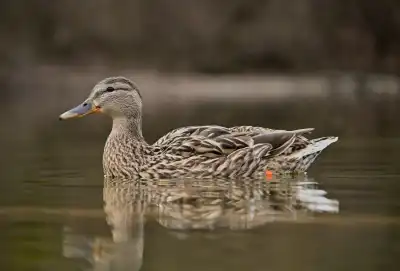 Stockenten-Weibchen (Anas platyrhynchos)