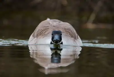 Kanadagans (Branta canadensis)