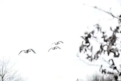 Fliegende Graugänse (Anser anser)