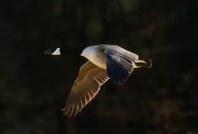 Vogelfotografie von Werner Pietschmann