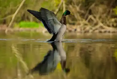 Stockenten-Erpel (Anas platyrhynchos)