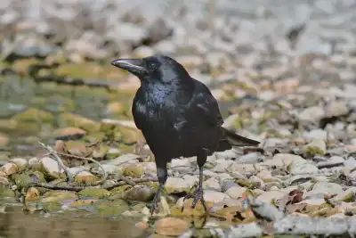 Rabenkrähe (Corvus corone)