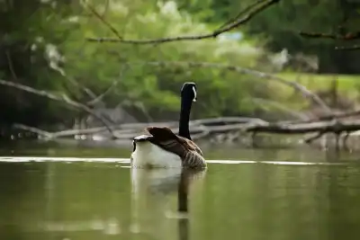Kanadagans (Branta canadensis)
