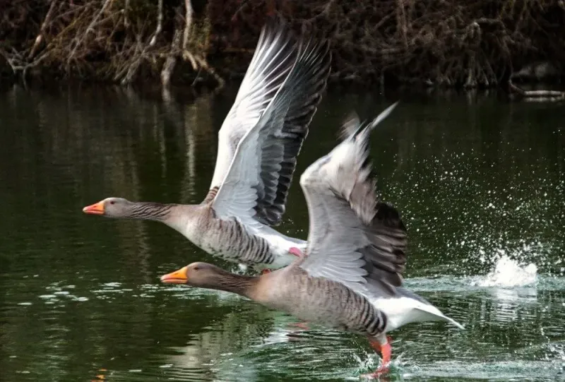 Startende Graugänse