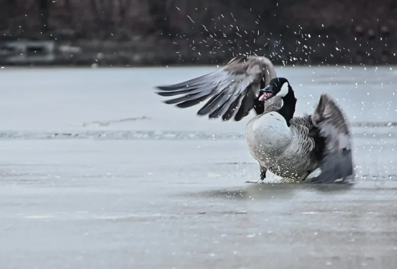 Kanadagans bricht durch dünnes Eis